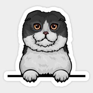 Scottish Fold Cat Sticker